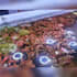 guide on ornamental fish breeding, fishkeeping, aquascaping, article on aquatics