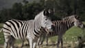 create a professional animal or wildlife documentary video