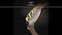 do 3d model in maya and blender with texturing