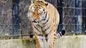 create wildlife animals copywrite free documentary videos