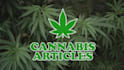 write cannabis articles for growers