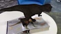 build ios spatial lidar app 3d pose estimation arkit arcore virtual tryon app