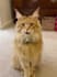 make your pet sing happy birthday song and funny video