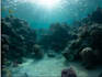 remove green tint and enhance your underwater photos