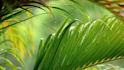 create HD relaxing rain videos