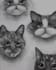 draw your pet portrait drawings