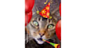 sing a BIRTHDAY Cat Video Greeting original song for you