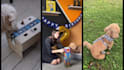 create dog product ugc video content