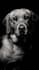 make a fine art black and white image out of your favorite pet picture