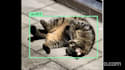 do image annotation, segmentation, bounding box, and all data labeling for ai