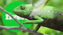 make funny chameleon logo reveal