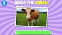 create trivia, quizzes, multiple choice questions, guessing videos