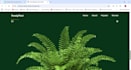 provide custom web development services
