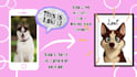 turn your pet into a disney or pixar character