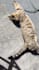 create high quality pet ugc content for your cat brand