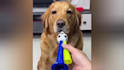 create funny animals videos, funny cats ,dogs videos,pets compilations in 24hr