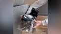 create all funny animals video for youtube copyright free