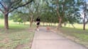 create ugc videos for your pet brand