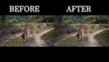 smooth and stabilize your shaky video, footage fast