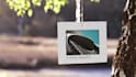 create a beautiful summer nature photo gallery animation