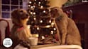 customize new christmas greeting videos