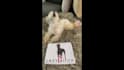have my dog model your pet products