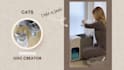 create german ugc videos with my cats