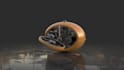 3d sculpt, retopology, texture, rig and animate your ideas