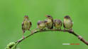 do nature or birding videography for your need