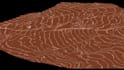 create a surface mesh model from the point cloud