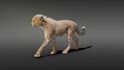 do 3d animal compositing, 3d animal animation, for films, vfx, cgi