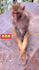 create funny animal video