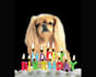 make a happy birthday dog or cat singing video