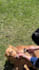 create dog or cat ugc videos for your product