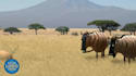 add logo and text in funny cow short video