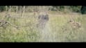 do vfx, compositing, animation, clean up