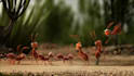 do a funny ants promo