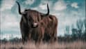 do cinematic photo color grading, retouching in the best way