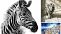 create professional and unique ai art