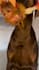 create engaging pet ugc