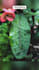 provide adobe lightroom presets to you