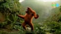 do funny monkey dancing animation with your music and text