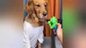 create 1500 funny animals shorts, youtube shorts, shorts videos within 24hr
