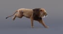 do 3d animal animation, 3d animal model, 3d animal character design, 3d models
