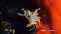 do an underwater macro videography professional result