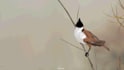 do character animation and mocap cleanup