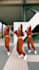 do tik tok dance, shuffle dance, afro dance video, group dance