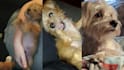 create dog ugc videos for your product or and pet services