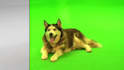 remove the green screen and rotoscoping in your videos