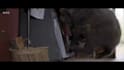 create stunning 3d creatures, realism animal animation, vfx compositing